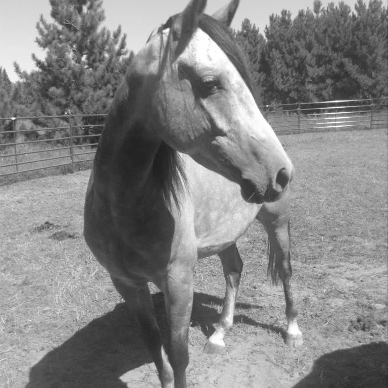 Black and white photograph of a grey horse standing in the arena